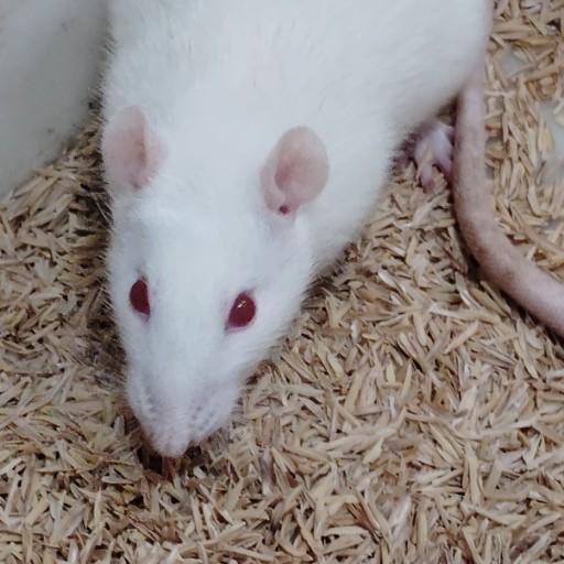 Pinky photo